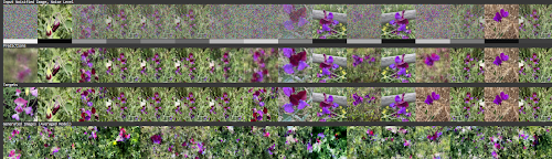 Blooming from Noise — AI-generated flower imagery